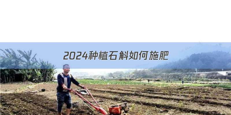 2024种植石斛如何施肥