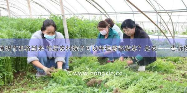 清明节即将到来 节后农村院子可以种植哪些蔬菜？老农一一告诉你