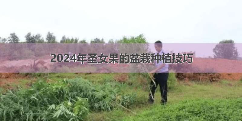 2024年圣女果的盆栽种植技巧