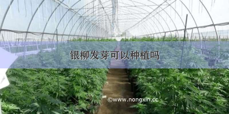 银柳发芽可以种植吗