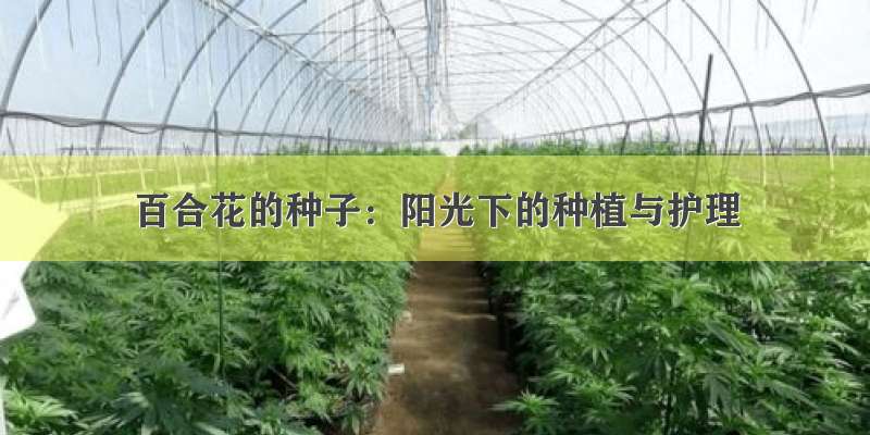 百合花的种子：阳光下的种植与护理