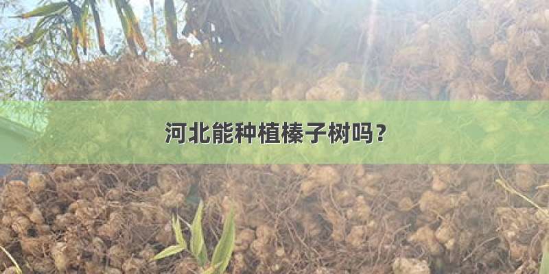 河北能种植榛子树吗？