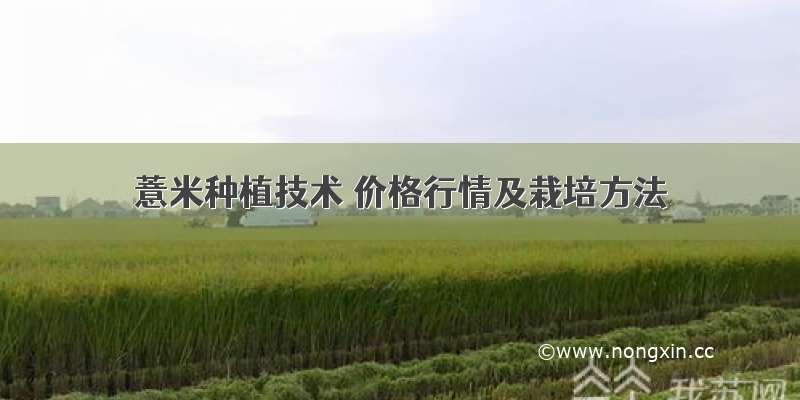 薏米种植技术 价格行情及栽培方法