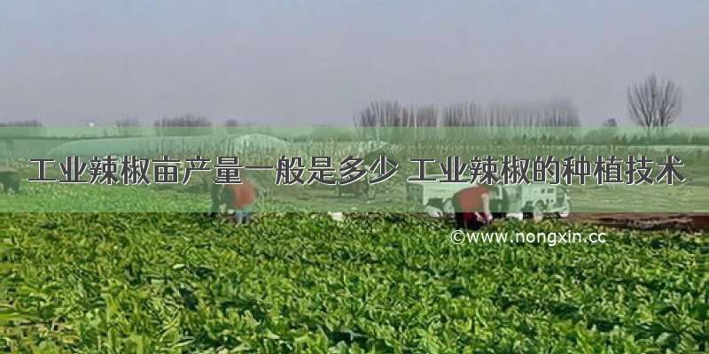 工业辣椒亩产量一般是多少 工业辣椒的种植技术