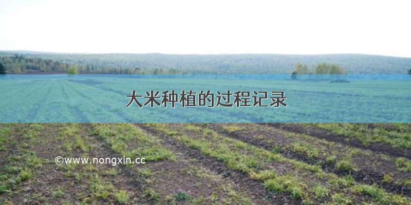 大米种植的过程记录