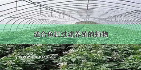 适合鱼缸过滤养殖的植物