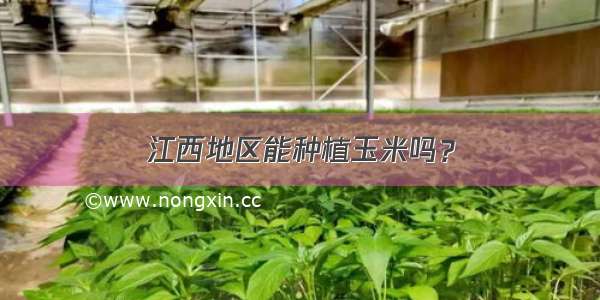 江西地区能种植玉米吗？