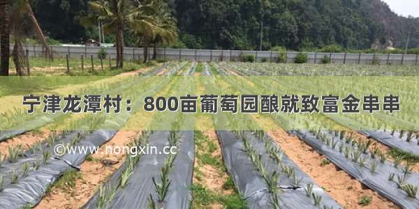 宁津龙潭村：800亩葡萄园酿就致富金串串