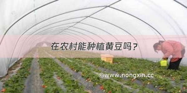 在农村能种植黄豆吗？