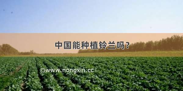 中国能种植铃兰吗？