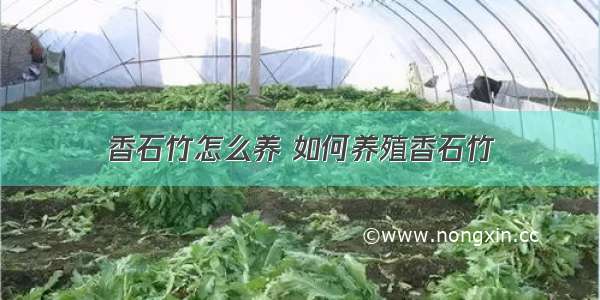 香石竹怎么养 如何养殖香石竹