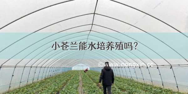 小苍兰能水培养殖吗？