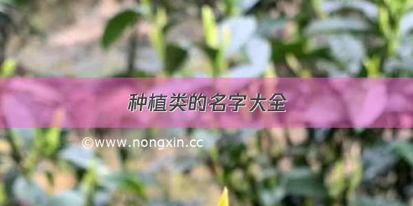 种植类的名字大全