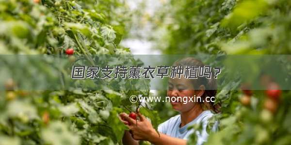 国家支持薰衣草种植吗？