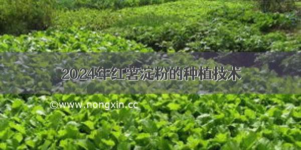 2024年红薯淀粉的种植技术