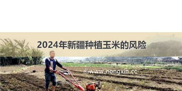 2024年新疆种植玉米的风险