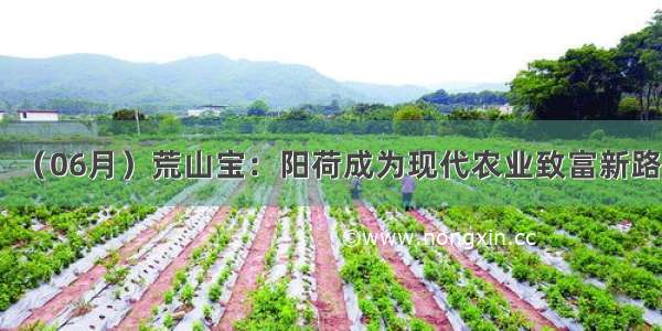 （06月）荒山宝：阳荷成为现代农业致富新路