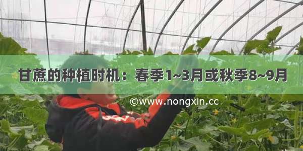 甘蔗的种植时机：春季1~3月或秋季8~9月