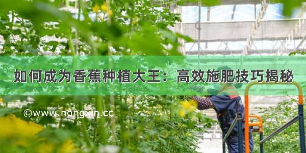 如何成为香蕉种植大王：高效施肥技巧揭秘